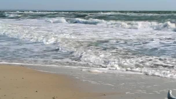 Mare tempestoso. Onde di mare tempestoso rotolano sulla spiaggia di sabbia nelle giornate di sole. Uccello gabbiano — Video Stock