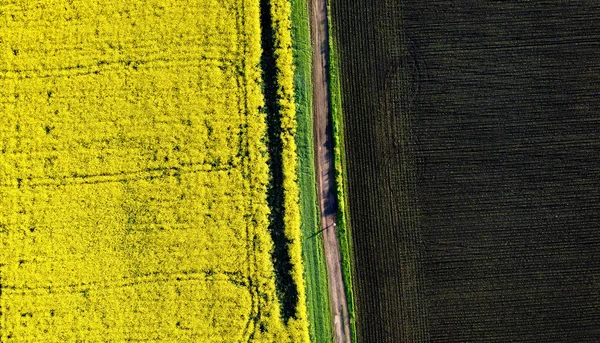 Стрілянина з висоти. Чоловік ходить по дорозі між жовтим цвітінням — стокове фото