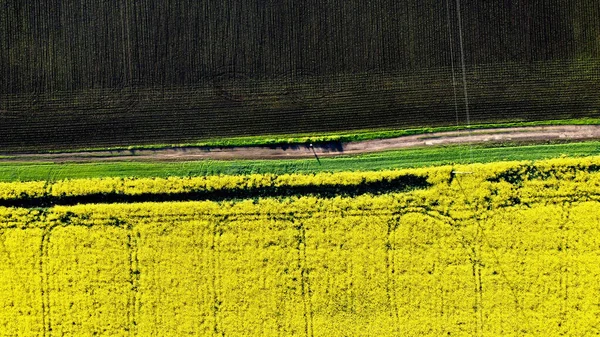 L'homme se tient sur un chemin de terre entre champ avec du colza jaune fleuri — Photo