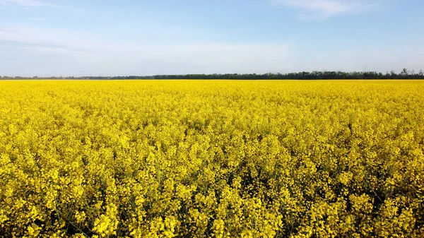 Hava aracı görüntülü uçuş. # Kolza tohumu tarlasında uçarken #