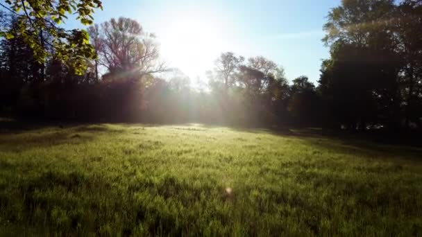 Vuil pad, weide met helder groen gras, ochtenddauw, bomen met groene bladeren — Stockvideo