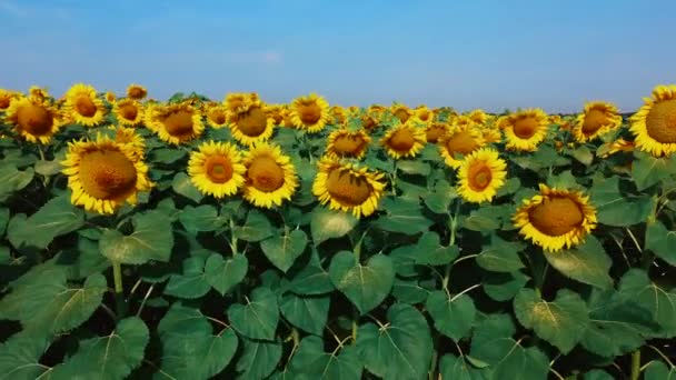Zonnebloempjes sluiten. Landbouwgebied van bloeiende zonnebloem — Stockvideo