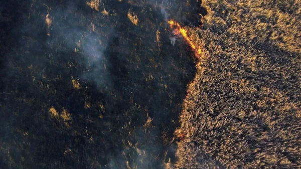 空中ビュー消火。燃える乾いた草を消火する消防士. — ストック写真