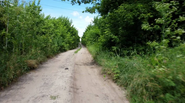 Dirt road between tall trees with green leaves on sunny summer day. — Stock Photo, Image