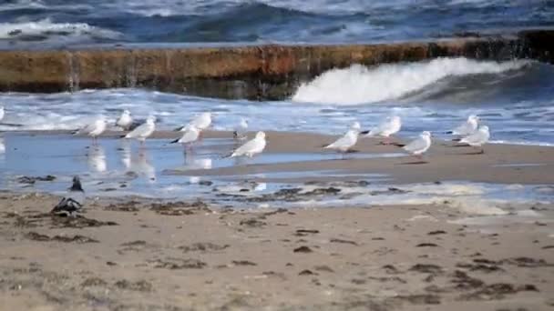 Gaivotas brancas na praia arenosa da costa do mar em um dia ensolarado. — Vídeo de Stock
