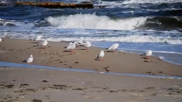 화창 한 날에 바닷가 모래가 많은 해변에서 백해가 뛰놀고 있다. — 비디오