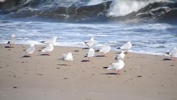 White sea gulls on the sandy beach of the sea shore on a sunny day. — ストック動画