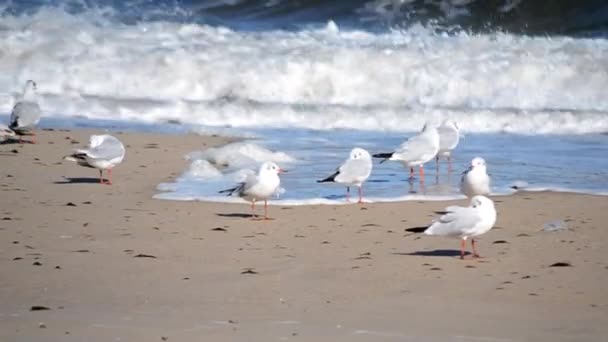 Gaivotas brancas na praia arenosa da costa do mar em um dia ensolarado. — Vídeo de Stock