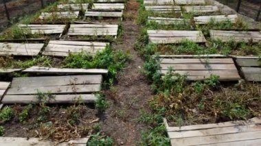 Salyangoz çiftliği. Salyangozların salyangoz çiftliğinde yetiştiği tahtalar..