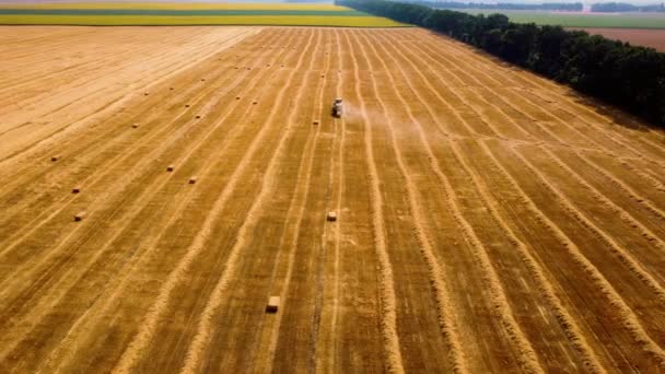 Hooibaaltrekker. Trekker oogst hooi in balen in het veld op zonnige dag. — Stockvideo
