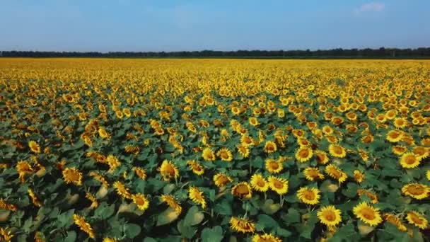 Solrosor på nära håll. Jordbruksområde av blommande solros. — Stockvideo