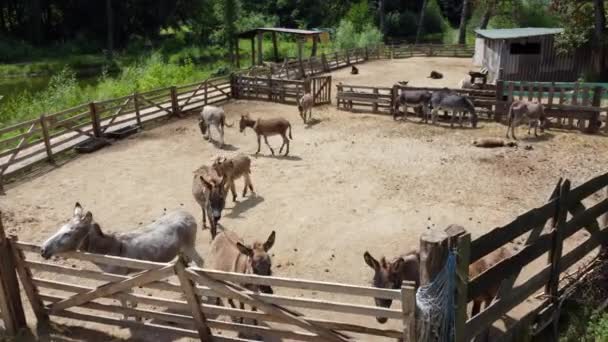 Donkey farm. Aerial drone view flight over many donkeys in corral on donkey — Stock Video