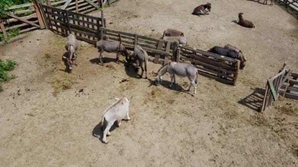 Ferme aux ânes. Vue aérienne d'un drone survolant de nombreux ânes en corral sur un âne — Video