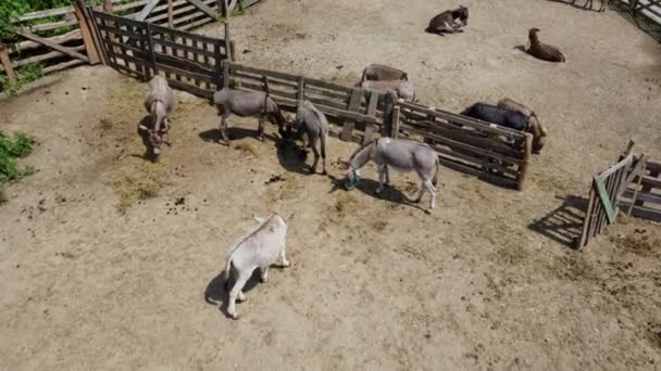 Donkey farm. Aerial drone view flight over many donkeys in corral on donkey — Vídeos de Stock