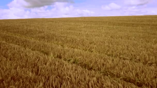 Lot z lotu z lotu ptaka nad polem żółtej dojrzałej pszenicy. — Wideo stockowe