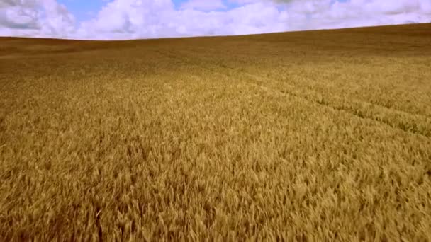 Paisaje Campo de trigo. Vista aérea del dron. Orejas de trigo de cerca en un día soleado — Vídeo de stock