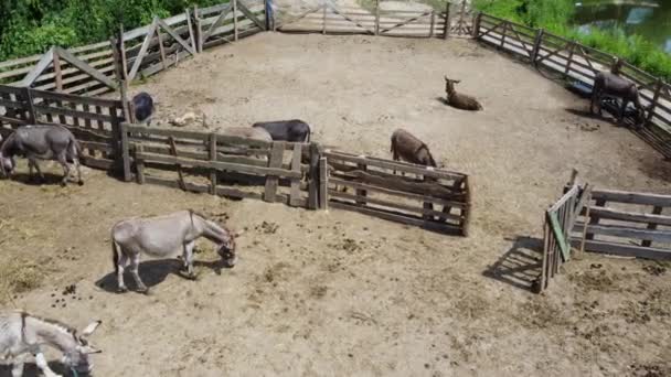 Ezelboerderij. Luchtdrone zicht vlucht over veel ezels in kraal op ezel — Stockvideo