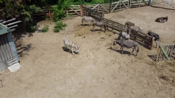 Donkey farm. Aerial drone view flight over many donkeys in corral on donkey — Video