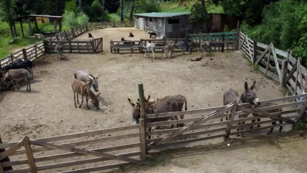 Eşek çiftliği. Eşek üzerinde ağıldaki eşeklerin üzerinden uçan hava aracı görüntüsü — Stok video