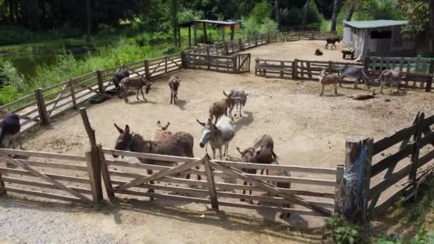 Donkey farm. Aerial drone view flight over many donkeys in corral on donkey — Stock Video