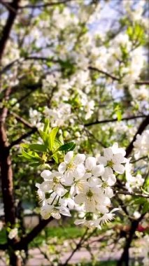 White blooming cherry flowers and buds on branch with green leaves close-up.