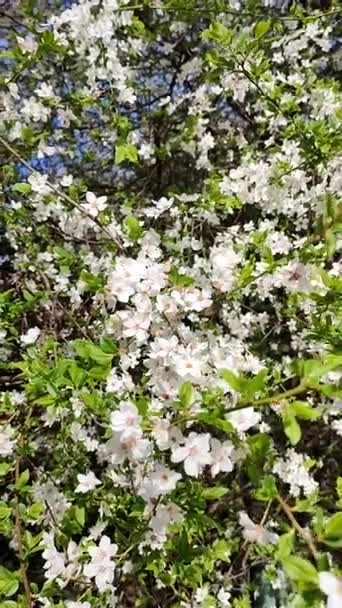 White blooming cherry flowers and buds on branch with green leaves close-up. — Stock Video
