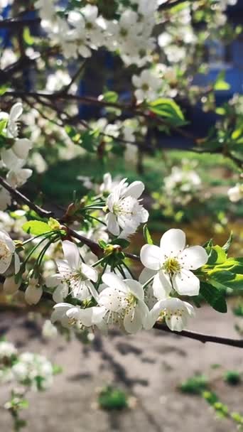 White blooming cherry flowers and buds on branch with green leaves close-up. — Video Stock