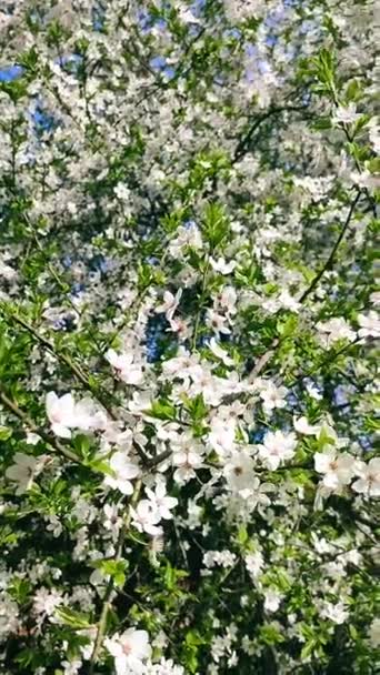 Λευκά άνθη και μπουμπούκια κερασιάς σε κλαδί με πράσινα φύλλα από κοντά. — Αρχείο Βίντεο