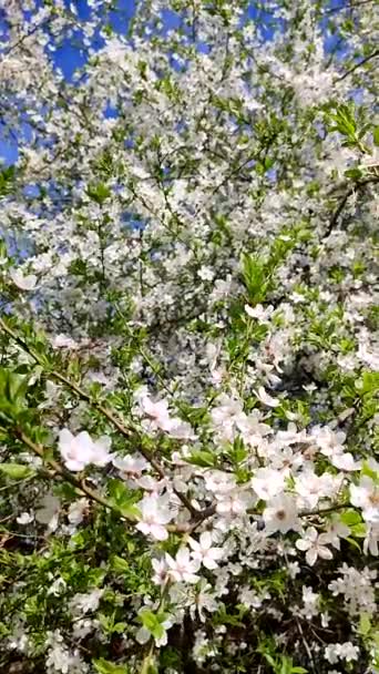 Білі квіти вишні та бутони на гілці з зеленим листям крупним планом . — стокове відео