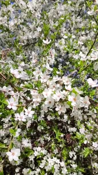 White blooming cherry flowers and buds on branch with green leaves close-up. — Wideo stockowe