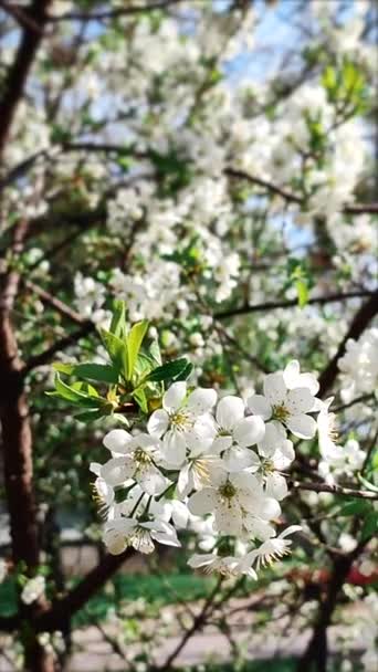 White blooming cherry flowers and buds on branch with green leaves close-up. — Stock video