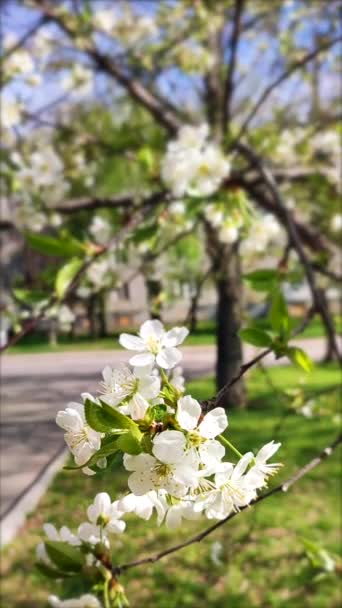 White blooming cherry flowers and buds on branch with green leaves close-up. — Video