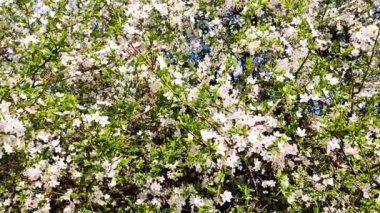 Yeşil yapraklı beyaz kiraz çiçekleri ve tomurcukları..