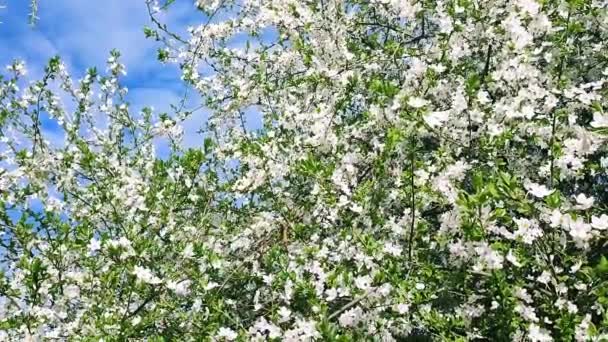 White blooming cherry flowers and buds on branch with green leaves close-up. — Wideo stockowe