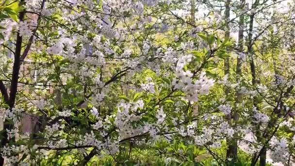Flores y brotes de cerezo en flor blanca en rama con hojas verdes de cerca. — Vídeo de stock