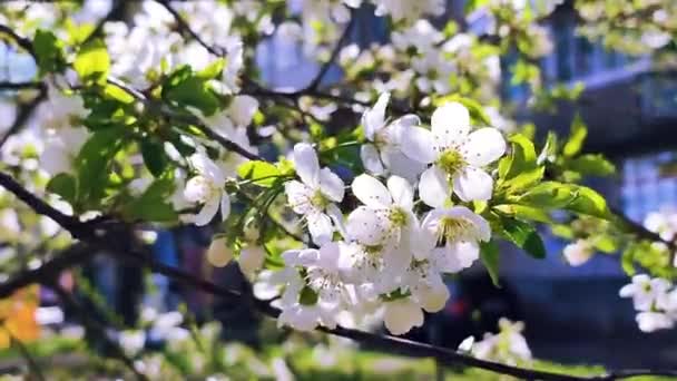 White blooming cherry flowers and buds on branch with green leaves close-up. — Video
