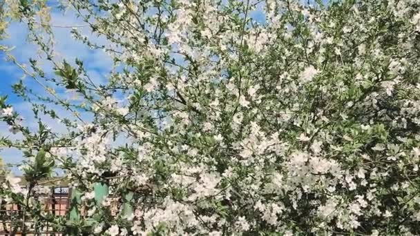 White blooming cherry flowers and buds on branch with green leaves close-up. — Stok video