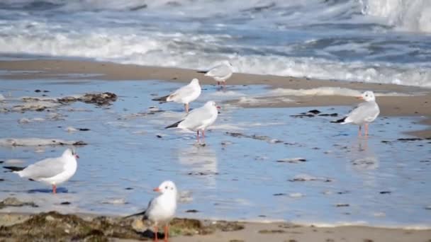 Witte zeemeeuwen op het zandstrand van de kust op een zonnige dag. — Stockvideo