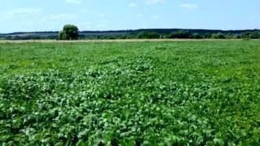 Güneşli bir yaz gününde yeşil çimlerin üzerinde hava aracı görüntüsü.