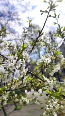 White blooming cherry flowers and buds on branch with green leaves close-up.