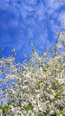 White blooming cherry flowers and buds on branch with green leaves close-up.