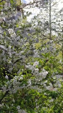 Yeşil yapraklı beyaz kiraz çiçekleri ve tomurcukları..