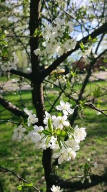 Yeşil yapraklı beyaz kiraz çiçekleri ve tomurcukları..