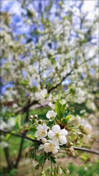 Fleurs et bourgeons de cerisier à fleurs blanches sur une branche aux feuilles vertes gros plan. — Video