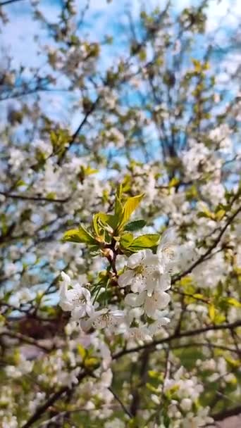 White blooming cherry flowers and buds on branch with green leaves close-up. — Video