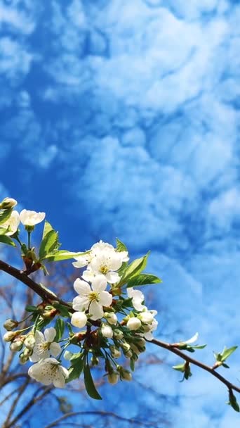 White blooming cherry flowers and buds on branch with green leaves close-up. — стоковое видео