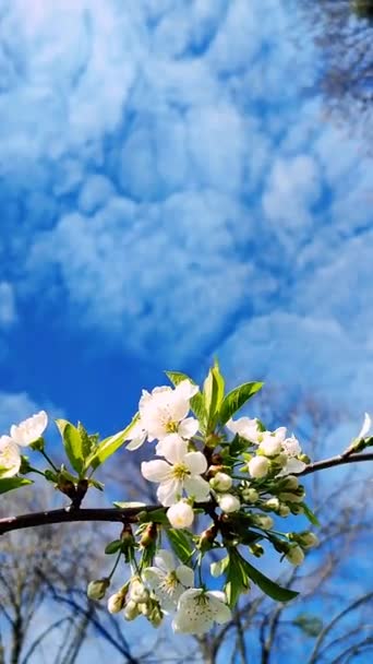 White blooming cherry flowers and buds on branch with green leaves close-up. — стоковое видео