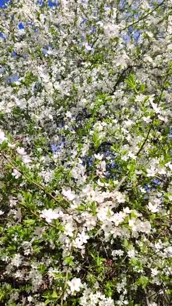 White blooming cherry flowers and buds on branch with green leaves close-up. — Video Stock