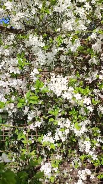 White blooming cherry flowers and buds on branch with green leaves close-up. — стоковое видео