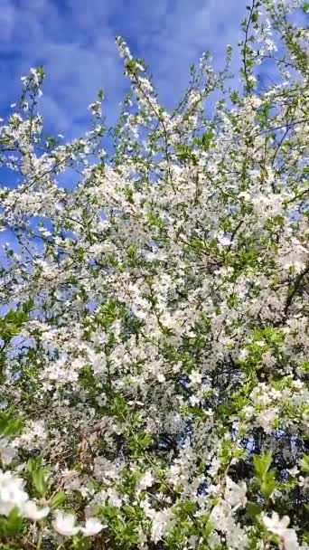White blooming cherry flowers and buds on branch with green leaves close-up. — Stok video